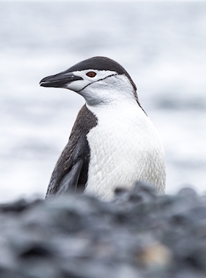 Pinguino in Antartide