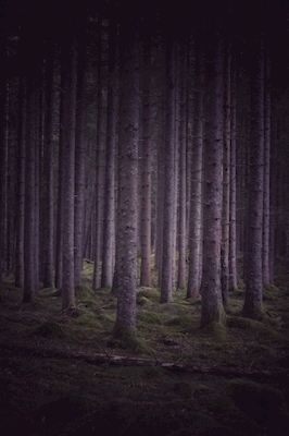 Forêt fantôme
