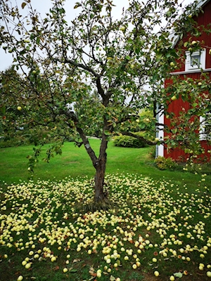 Sensação de maçã em Härlöv