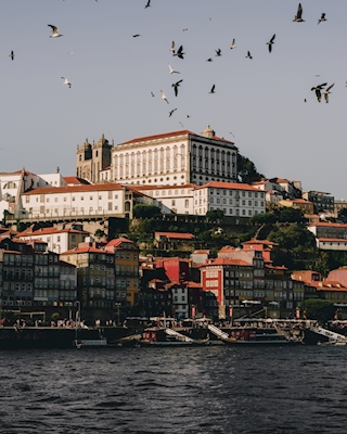Gabbiani di Porto