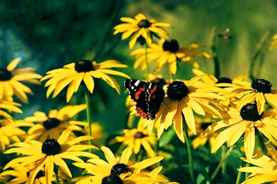 Schmetterling auf Blumen