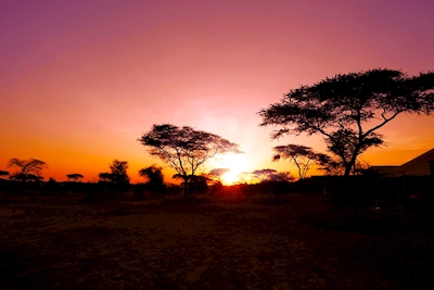 Daggry over savannen