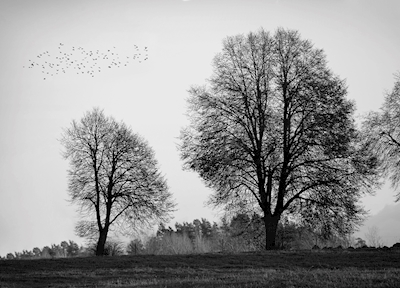 Vögel und Bäume