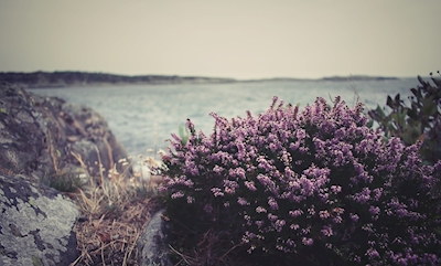 Purple coastal heather