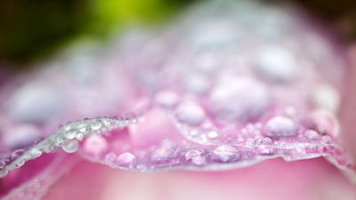 Gocce di pioggia su petali di rosa