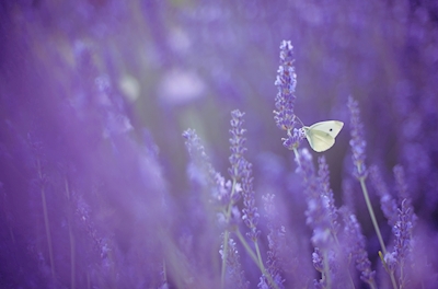 Bleichen auf Lavendel