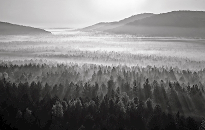 Dimma över skogen