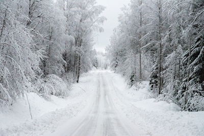Vinter hvid vej gennem skoven.