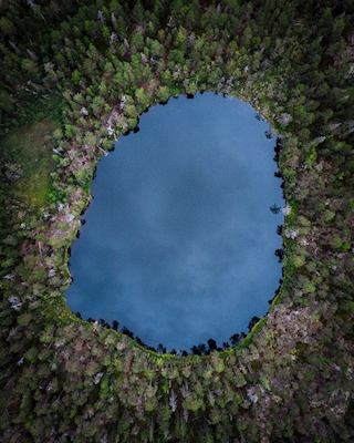 Skogssjön