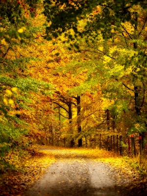 Carretera de otoño