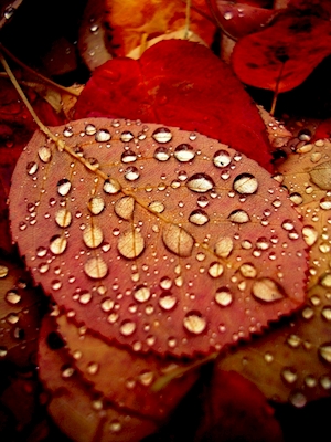 Hojas de otoño empapadas por la lluvia