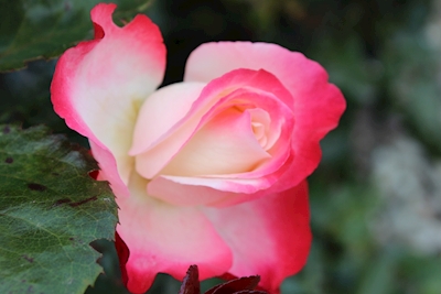 En vakker rose