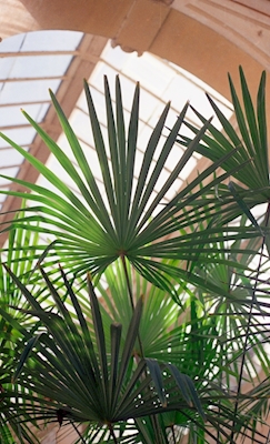 Växthus palmer