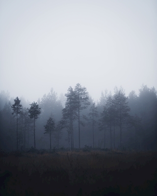 Nebel im Sumpf