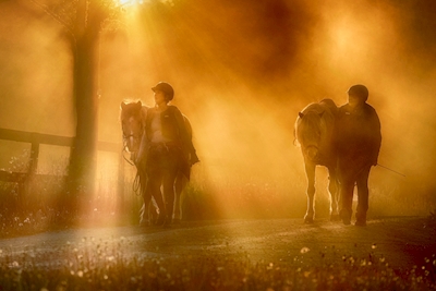 Hevoset auringonlaskun aikaan