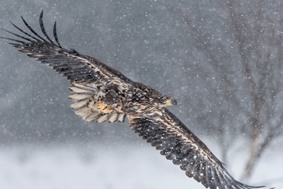Águia-de-cauda-branca à deriva na neve