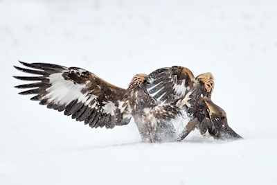 Golden eagles in battle