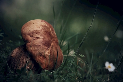 sad mushroom
