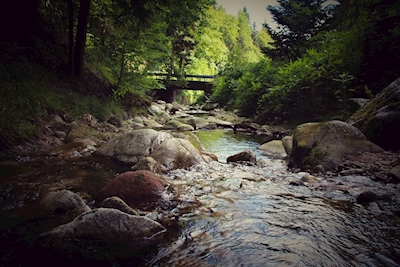 Cours d’eau en Forêt-Noire