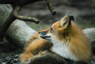 Dreaming fox