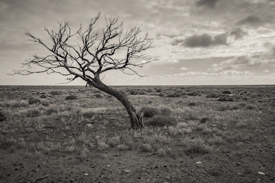 Un árbol en medio del desierto