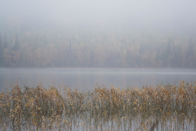 the fog at the lake