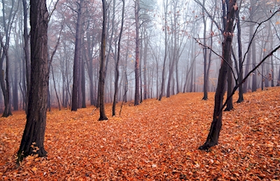 Het bos van de herfst