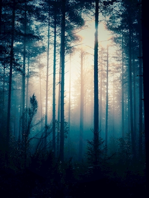 Kouzelný les