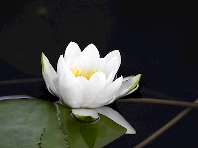 Biała lilia wodna