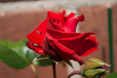 Różana czerwień