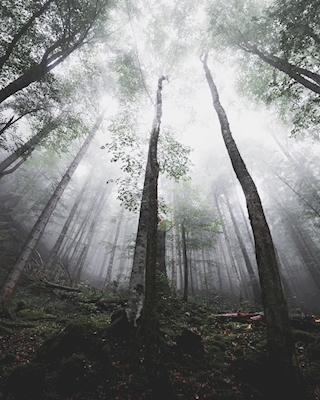 Mattina nebbiosa nella foresta 