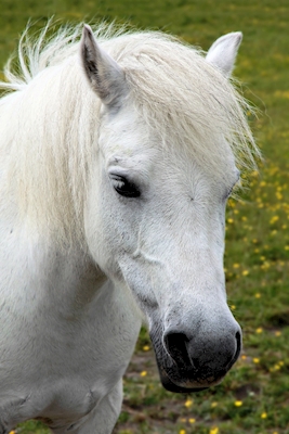 Hvit hest
