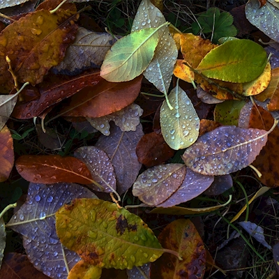 Mixed leaves