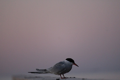 Samotny ptak
