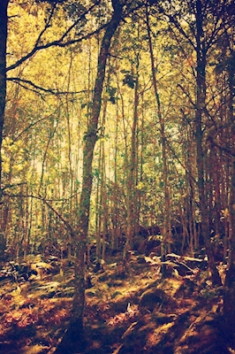 I skogen glade