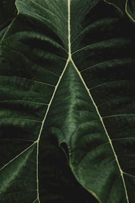 Tekstura zielonego liścia.