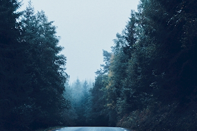Estrada em nevoeiro.
