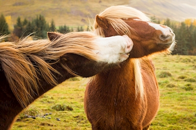 De kus1 van het paard
