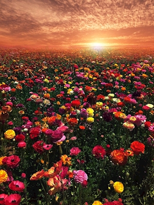  bloemenweide in Californië