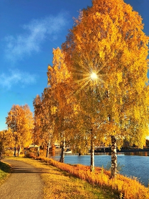 Norwegian autumn 