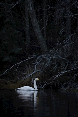 John Bauer swan