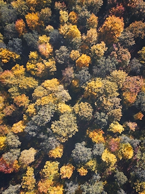 De bladeren van de herfst