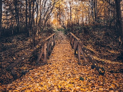 Herbstbrücke