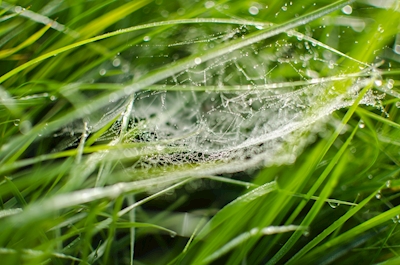 Web of drops