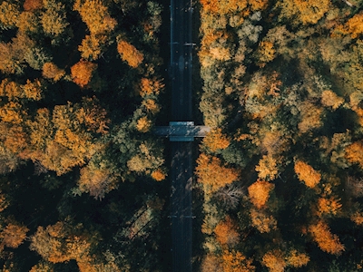 Efterårsbroen