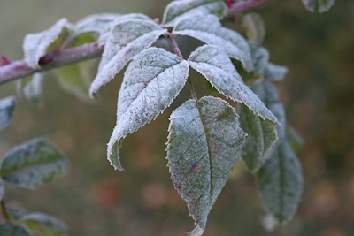 Frostgeklemmte Blätter