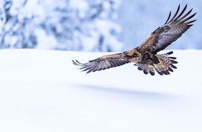 Golden eagle on landing