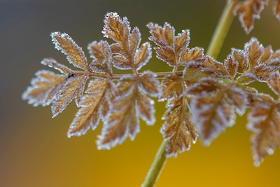 Frost morgen