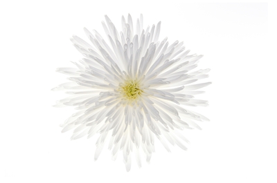 Flowercloud (blomstermoln)