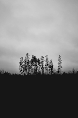 Donkere bomen